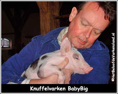 Knuffelvarken BabyBig