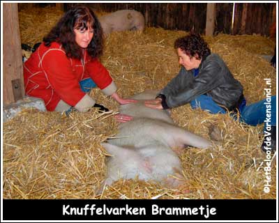 Knuffelvarken Brammetje