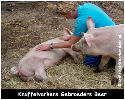 Knuffelvarkens Gebroeders Beer