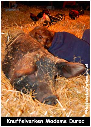 Knuffelvarken Madame Duroc