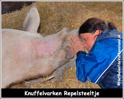 Knuffelvarken Repelsteeltje